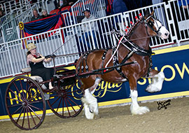 Clydesdales à vendre